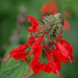 Salvia coccinea, Scarlet Sage - 20+ Seed Pack - Striking Annual, Attracts Birds and Butterflies