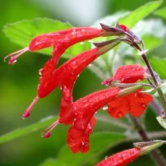 Salvia coccinea, Scarlet Sage - 20+ Seed Pack - Striking Annual, Attracts Birds and Butterflies