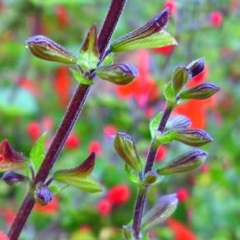 Salvia coccinea, Scarlet Sage - 20+ Seed Pack - Striking Annual, Attracts Birds and Butterflies