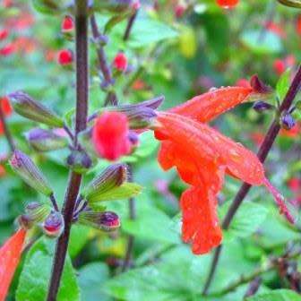 Salvia coccinea, Scarlet Sage - 20+ Seed Pack - Striking Annual, Attracts Birds and Butterflies