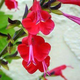 Salvia coccinea, Scarlet Sage - 20+ Seed Pack - Striking Annual, Attracts Birds and Butterflies
