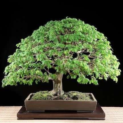 Samanea saman - Monkeypod or Rain Tree Bonsai - 5 Seeds + FREE Gifts Seeds + Bonsai eBook