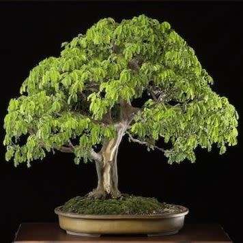 Samanea saman - Monkeypod or Rain Tree Bonsai - 5 Seeds + FREE Gifts Seeds + Bonsai eBook