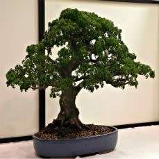 Samanea saman - Monkeypod or Rain Tree Bonsai - 5 Seeds + FREE Gifts Seeds + Bonsai eBook