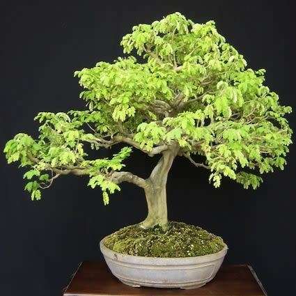 Samanea saman - Monkeypod or Rain Tree Bonsai - 5 Seeds + FREE Gifts Seeds + Bonsai eBook