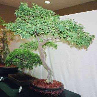 Samanea saman - Monkeypod or Rain Tree Bonsai - 5 Seeds + FREE Gifts Seeds + Bonsai eBook