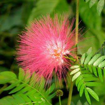 Samanea saman - 5 Seeds - Monkeypod or Rain Tree Tree or Shrub - Combined Shipping