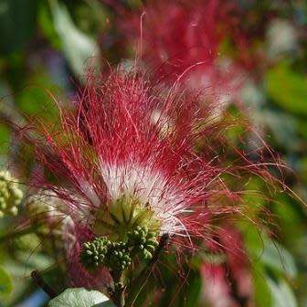 Samanea saman - 5 Seeds - Monkeypod or Rain Tree Tree or Shrub - Combined Shipping