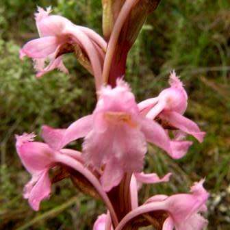 10+ Satyrium membranaceum Seeds - Indigenous Endemic Perennial Orchid - Flat Ship Rate