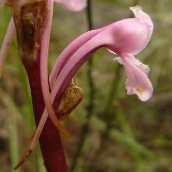 10+ Satyrium membranaceum Seeds - Indigenous Endemic Perennial Orchid - Flat Ship Rate