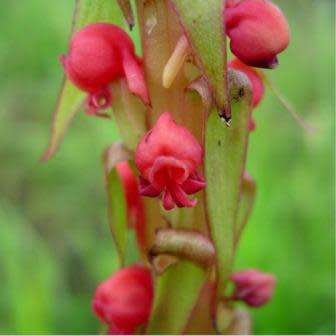10+ Satyrium coriophoroides Seeds - Perennial African Orchid - Combined Global Ship Rates