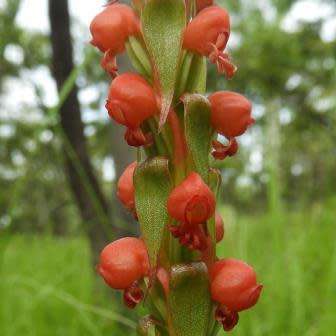 10+ Satyrium coriophoroides Seeds - Perennial African Orchid - Combined Global Ship Rates