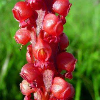 10+ Satyrium coriophoroides Seeds - Perennial African Orchid - Combined Global Ship Rates