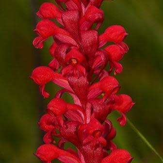 10+ Satyrium coriophoroides Seeds - Perennial African Orchid - Combined Global Ship Rates