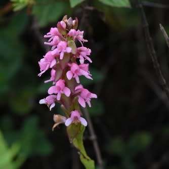 10+ Satyrium nepalense Seeds - Nepal Satyrium - Perennial Orchid - Combined Global Ship Rates