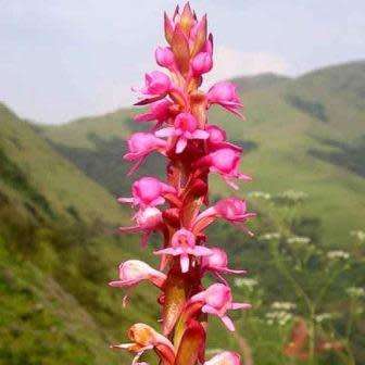 10+ Satyrium nepalense Seeds - Nepal Satyrium - Perennial Orchid - Combined Global Ship Rates