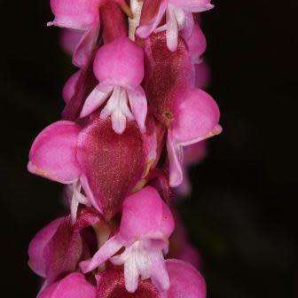 10+ Satyrium nepalense Seeds - Nepal Satyrium - Perennial Orchid - Combined Global Ship Rates