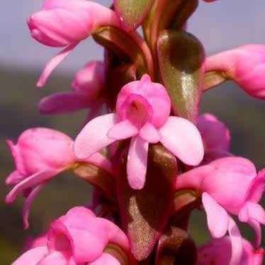 10+ Satyrium nepalense Seeds - Nepal Satyrium - Perennial Orchid - Combined Global Ship Rates