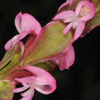 10+ Satyrium nepalense Seeds - Nepal Satyrium - Perennial Orchid - Combined Global Ship Rates