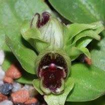 10+ Satyrium pumilum Seeds - South African Endemic Perennial Orchid - Combined Global Ship Rates