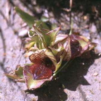 10+ Satyrium pumilum Seeds - South African Endemic Perennial Orchid - Combined Global Ship Rates