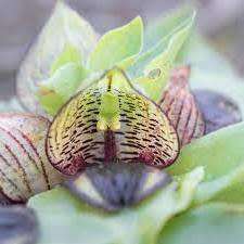 10+ Satyrium pumilum Seeds - South African Endemic Perennial Orchid - Combined Global Ship Rates