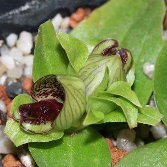 10+ Satyrium pumilum Seeds - South African Endemic Perennial Orchid - Combined Global Ship Rates