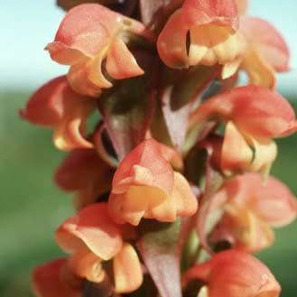 10+ Satyrium sceptrum Seeds - African Terrestrial Perennial Orchid - Combined Global Ship Rates