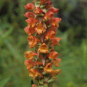 10+ Satyrium sceptrum Seeds - African Terrestrial Perennial Orchid - Combined Global Ship Rates