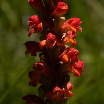 10+ Satyrium sceptrum Seeds - African Terrestrial Perennial Orchid - Combined Global Ship Rates