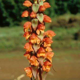 10+ Satyrium sceptrum Seeds - African Terrestrial Perennial Orchid - Combined Global Ship Rates