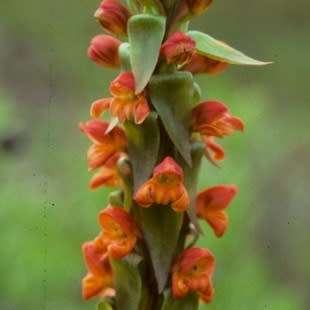 10+ Satyrium sceptrum Seeds - African Terrestrial Perennial Orchid - Combined Global Ship Rates