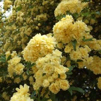 Rosa banksiae Seeds - Lady Banks' Rose Perennial Shrub - Combined Ship Rate