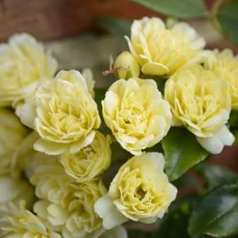 Rosa banksiae Seeds - Lady Banks' Rose Perennial Shrub - Combined Ship Rate