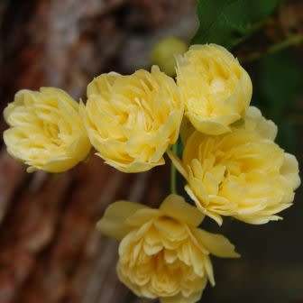 Rosa banksiae Seeds - Lady Banks' Rose Perennial Shrub - Combined Ship Rate