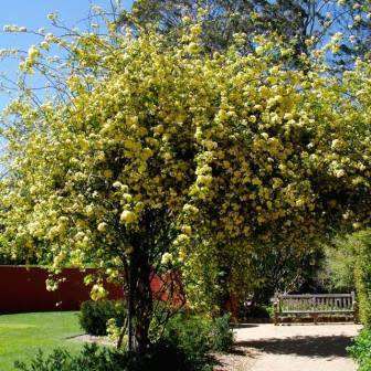 Rosa banksiae Seeds - Lady Banks' Rose Perennial Shrub - Combined Ship Rate