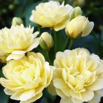 Rosa banksiae Seeds - Lady Banks' Rose Perennial Shrub - Combined Ship Rate