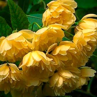 Rosa banksiae Seeds - Lady Banks' Rose Perennial Shrub - Combined Ship Rate