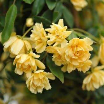 Rosa banksiae Seeds - Lady Banks' Rose Perennial Shrub - Combined Ship Rate