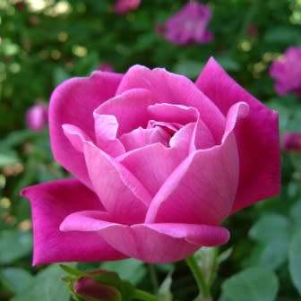 5 Rosa chinensis Seeds - Chinese Rose Perennial Shrub - Combined Ship Rate