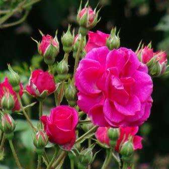 5 Rosa chinensis Seeds - Chinese Rose Perennial Shrub - Combined Ship Rate