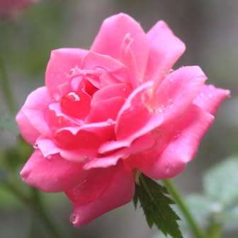 5 Rosa chinensis Seeds - Chinese Rose Perennial Shrub - Combined Ship Rate