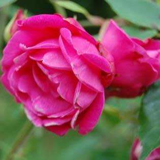 5 Rosa chinensis Seeds - Chinese Rose Perennial Shrub - Combined Ship Rate