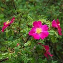 Rosa prattii Seeds - Rose Perennial Shrub - Combined Ship Rate
