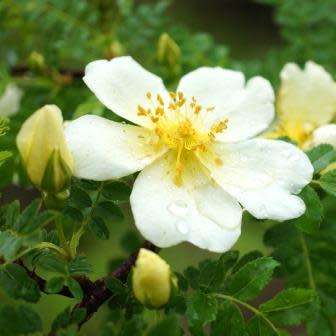 5 Rosa primula Seeds - Incense Rose Perennial Shrub - Combined Ship Rate