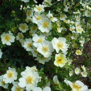 5 Rosa primula Seeds - Incense Rose Perennial Shrub - Combined Ship Rate