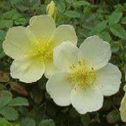 5 Rosa primula Seeds - Incense Rose Perennial Shrub - Combined Ship Rate