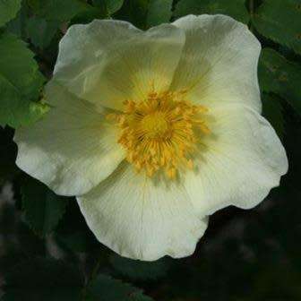 5 Rosa primula Seeds - Incense Rose Perennial Shrub - Combined Ship Rate