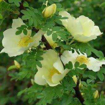 5 Rosa primula Seeds - Incense Rose Perennial Shrub - Combined Ship Rate