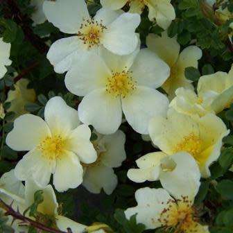 5 Rosa primula Seeds - Incense Rose Perennial Shrub - Combined Ship Rate